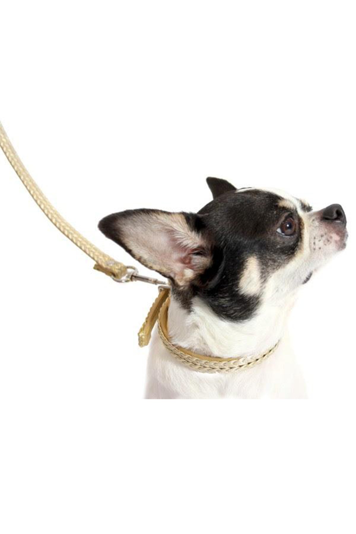 Smaller Dog Collar & Leash Set
