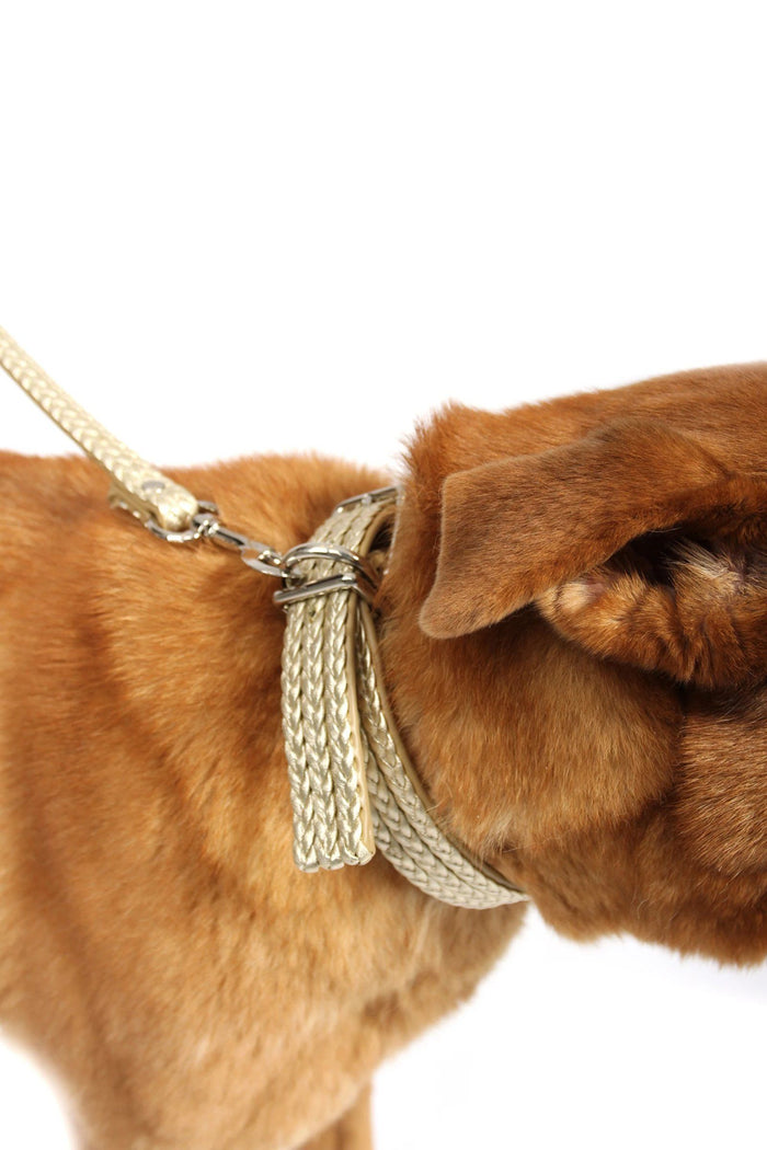 Larger Dog Collar & Leash Set Accessories Marie France Van Damme 