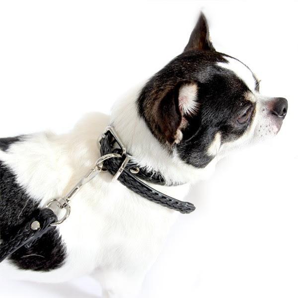 Smaller Dog Collar & Leash Set Accessories Marie France Van Damme 